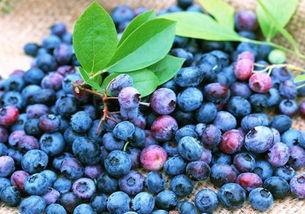 娱乐吃瓜酱蓝莓,吃瓜酱带你领略明星幕后故事  第1张